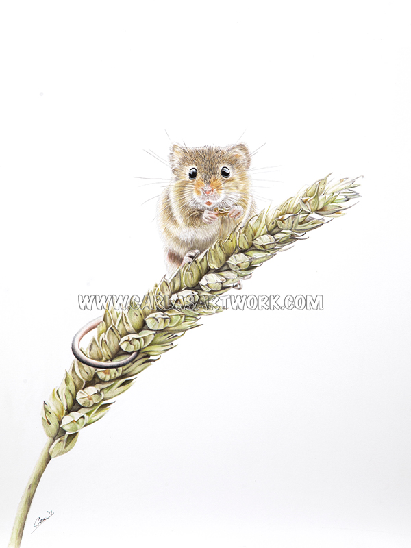 Nibbling Harvest mouse